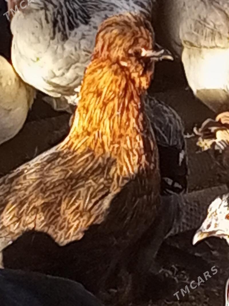 Guzlaýjy towuklar. - Murgap - img 1