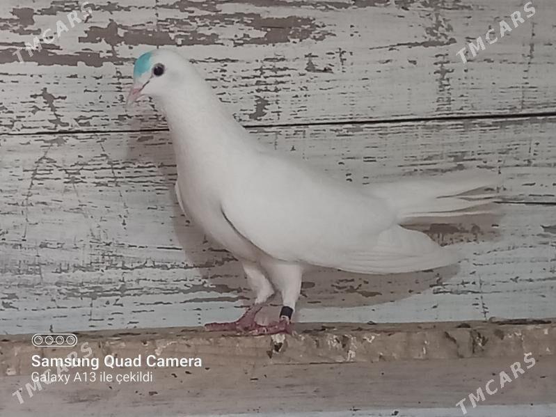 Kepderi - Gökdepe - img 2