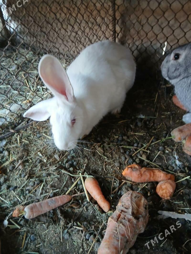 polwelikan towsan - Çärjew - img 2