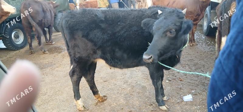 Satlyk gunajyn - Dänew - img 3