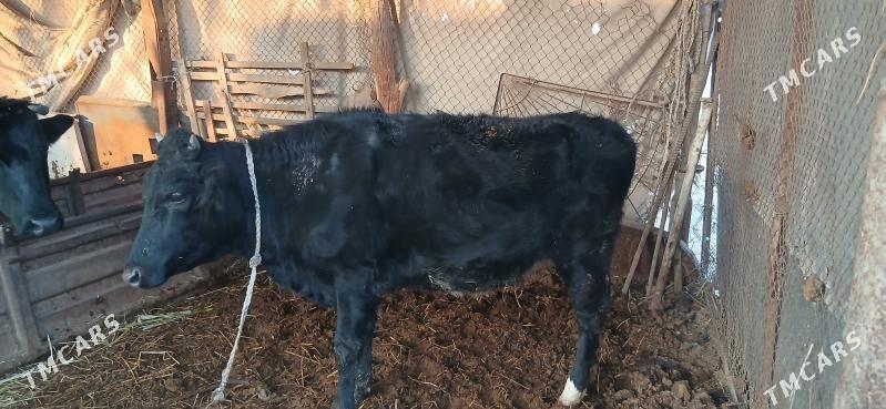 Satlyk gunajyn - Dänew - img 2