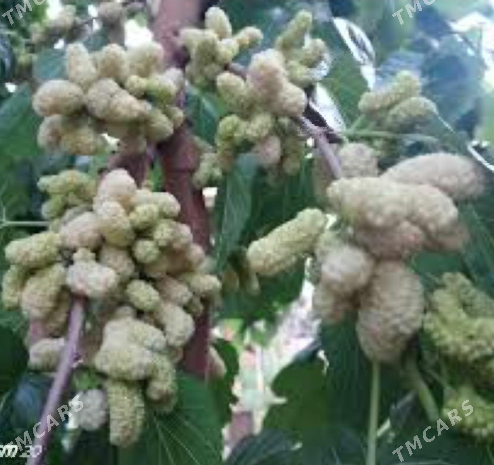 SATUT TURK NAHAL - Änew - img 3