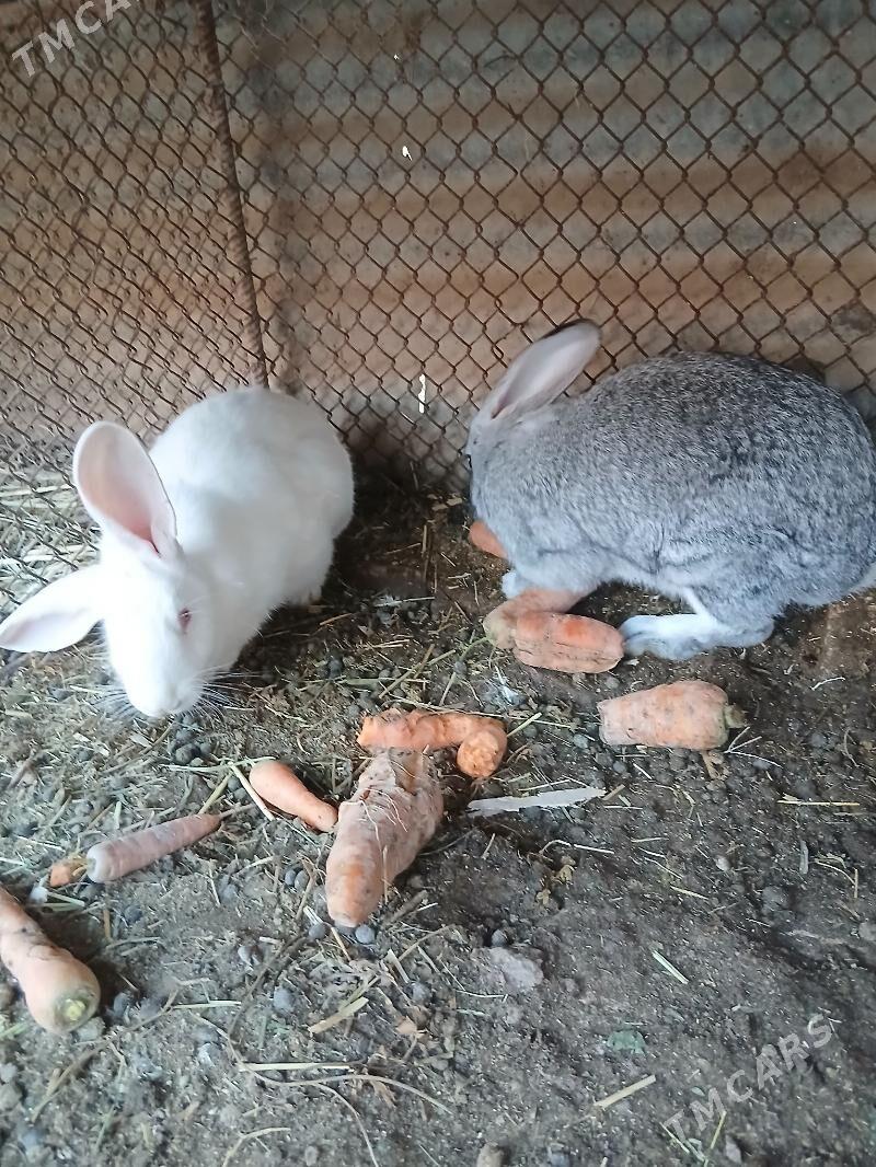 polwelikan towsan - Çärjew - img 3