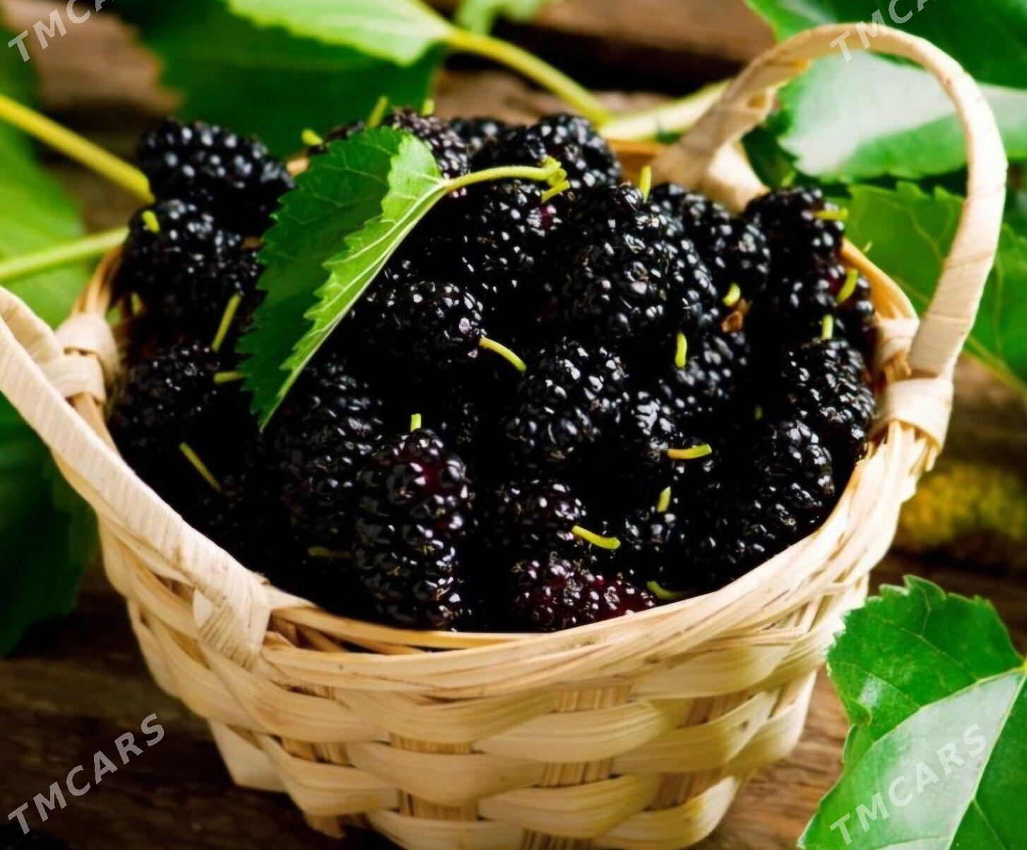 SATUT TURK NAHAL - Änew - img 5