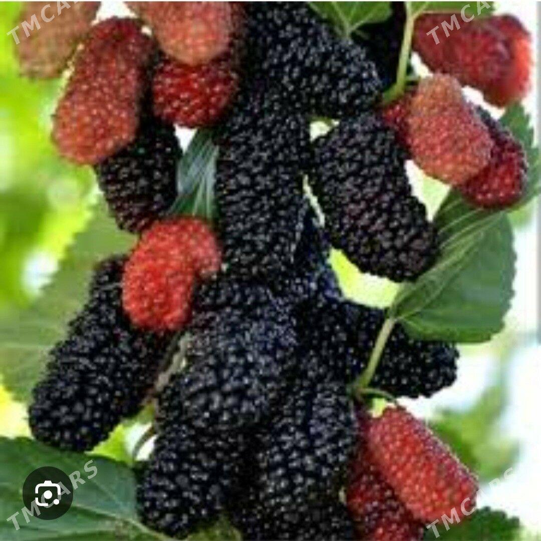 SATUT TURK NAHAL - Änew - img 9