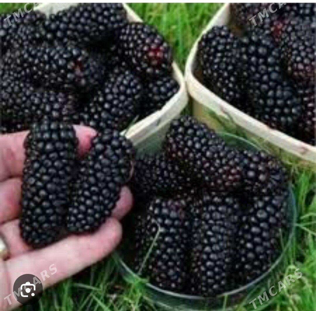 SATUT TURK NAHAL - Änew - img 2