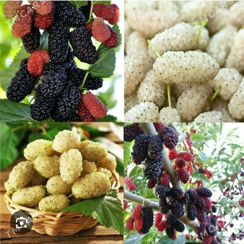 SATUT TURK NAHAL - Änew - img 4