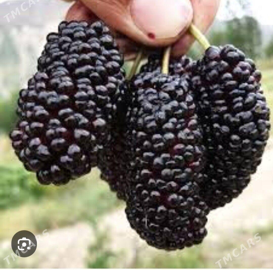 SATUT TURK NAHAL - Änew - img 7