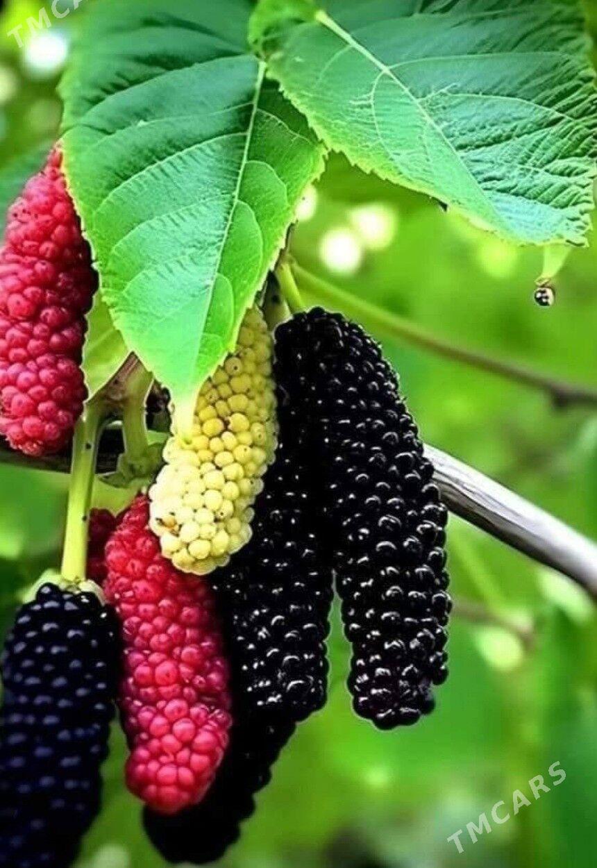 SATUT TURK NAHAL - Änew - img 8