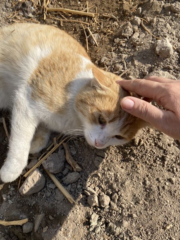 котёнок - Türkmenabat - img 1