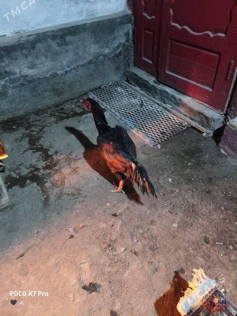 gribok juje - Türkmenabat - img 5