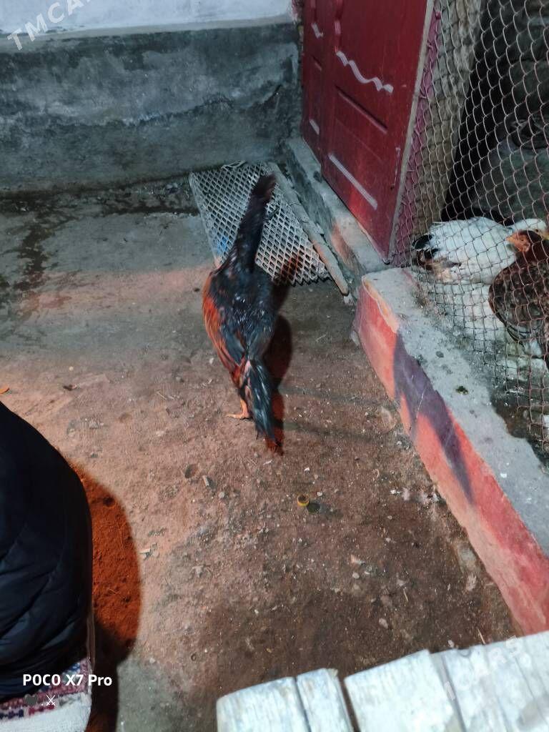 gribok juje - Türkmenabat - img 6