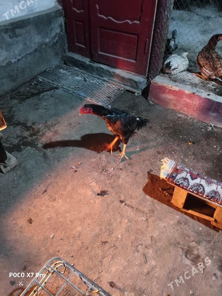 gribok juje - Türkmenabat - img 4