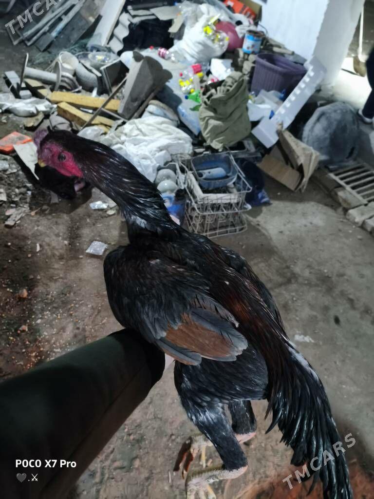 gribok juje - Türkmenabat - img 3