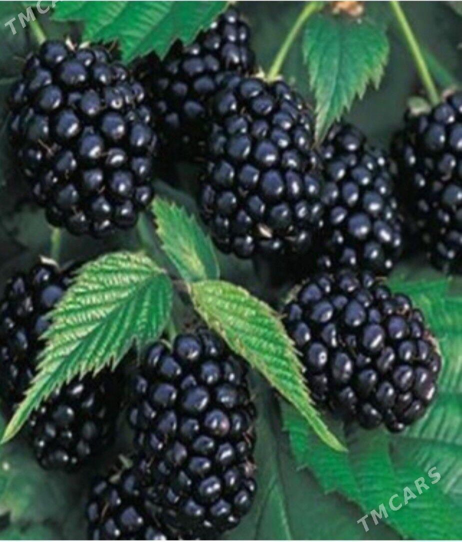 BOGURTLEN JUMBO TURK NAHAL - Änew - img 8