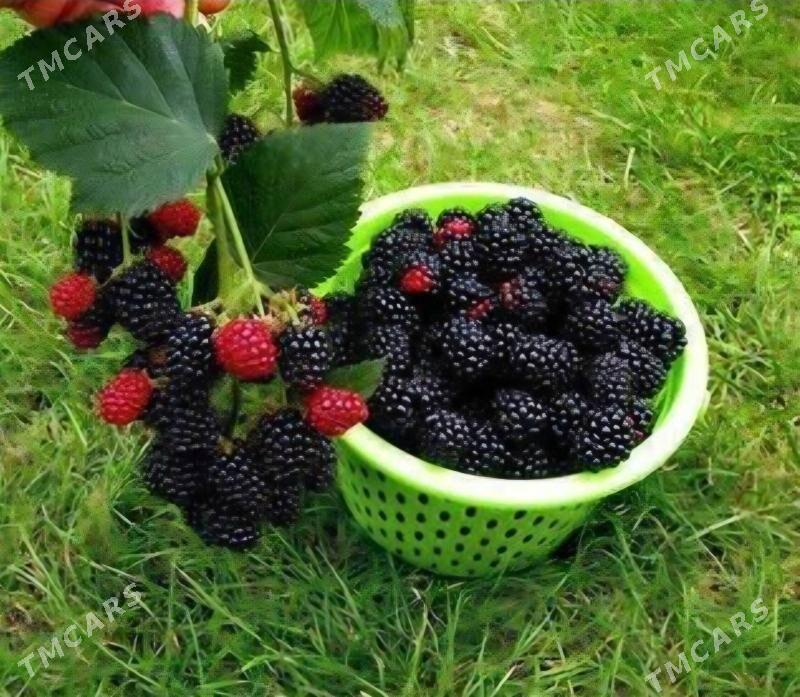 BOGURTLEN JUMBO TURK NAHAL - Änew - img 7