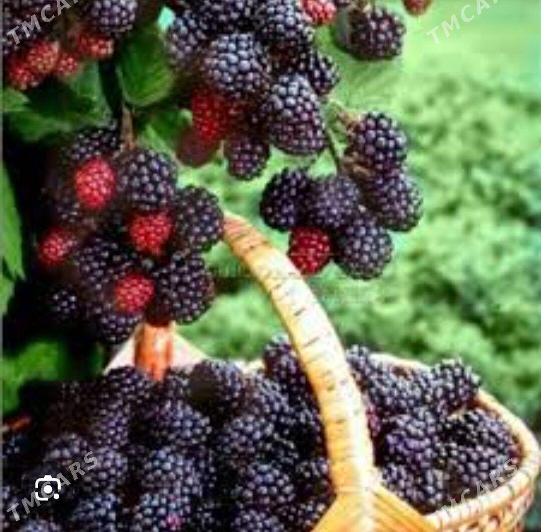 BOGURTLEN JUMBO TURK NAHAL - Änew - img 6