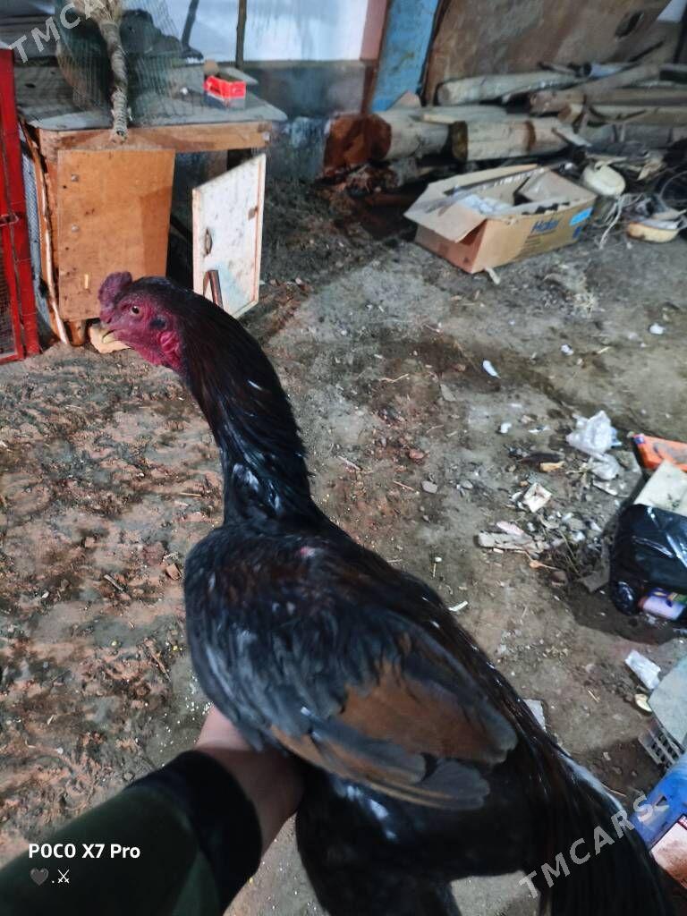 gribok juje - Türkmenabat - img 2