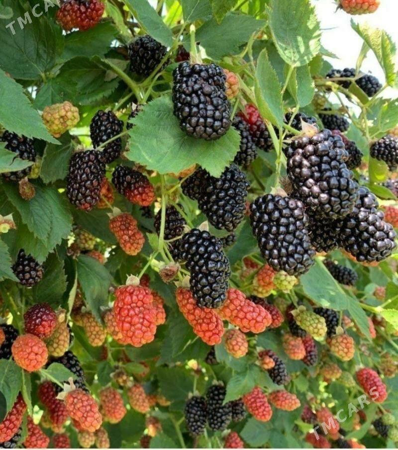 BOGURTLEN JUMBO TURK NAHAL - Änew - img 9