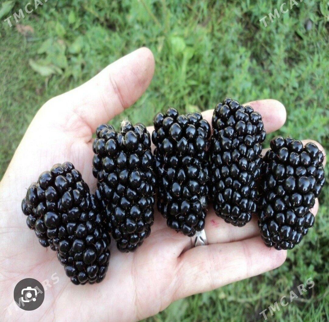 BOGURTLEN JUMBO TURK NAHAL - Änew - img 3