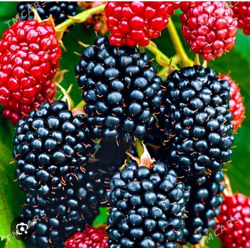 BOGURTLEN JUMBO TURK NAHAL - Änew - img 2