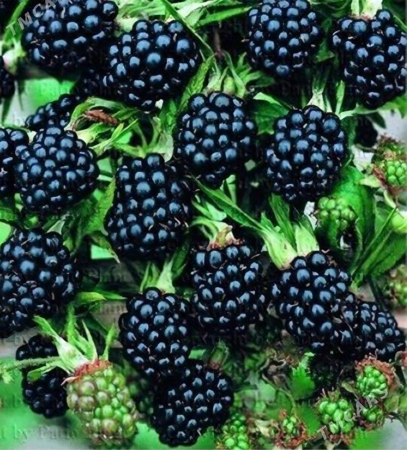 BOGURTLEN JUMBO TURK NAHAL - Änew - img 4