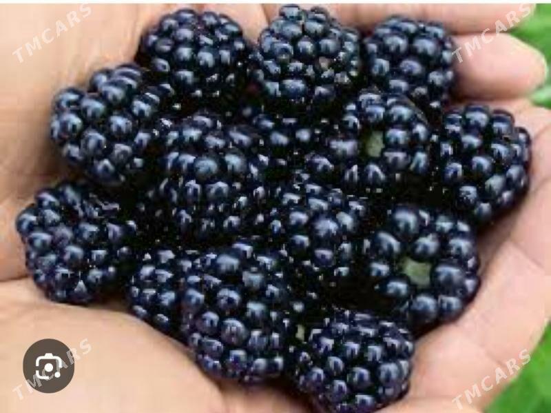 BOGURTLEN JUMBO TURK NAHAL - Änew - img 5