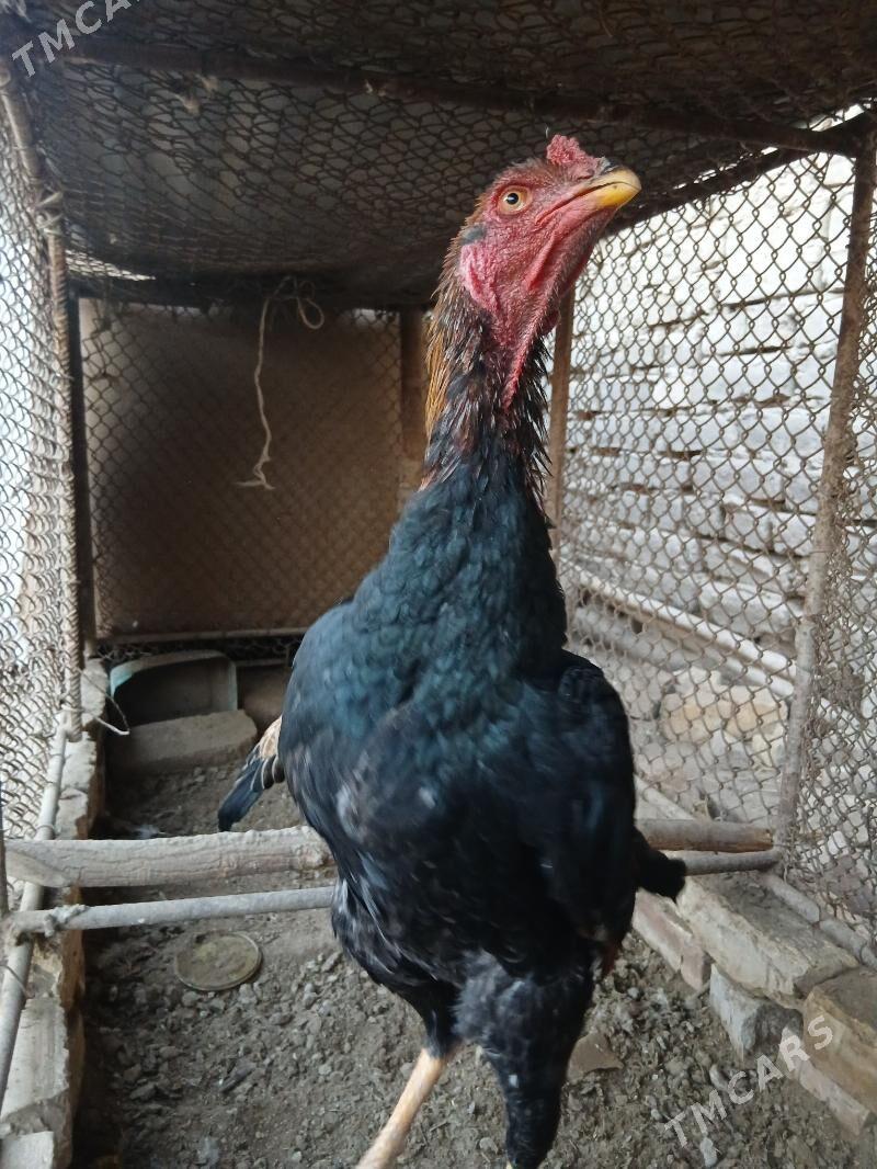 baysow juje - Чарджоу - img 3