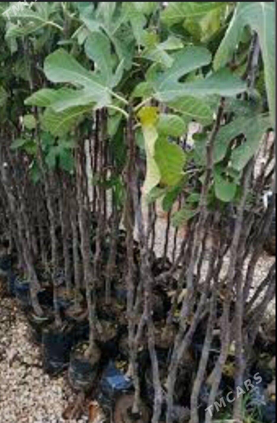 INJIR AYDIN SARISI TURK NAHAL - Änew - img 9