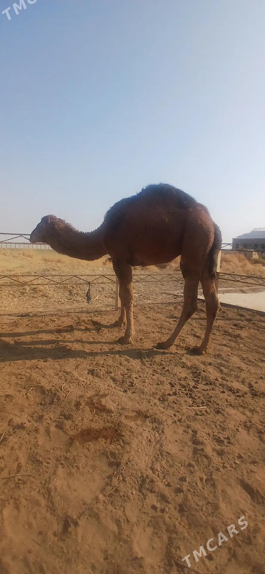 ogşuk - Байрамали - img 1