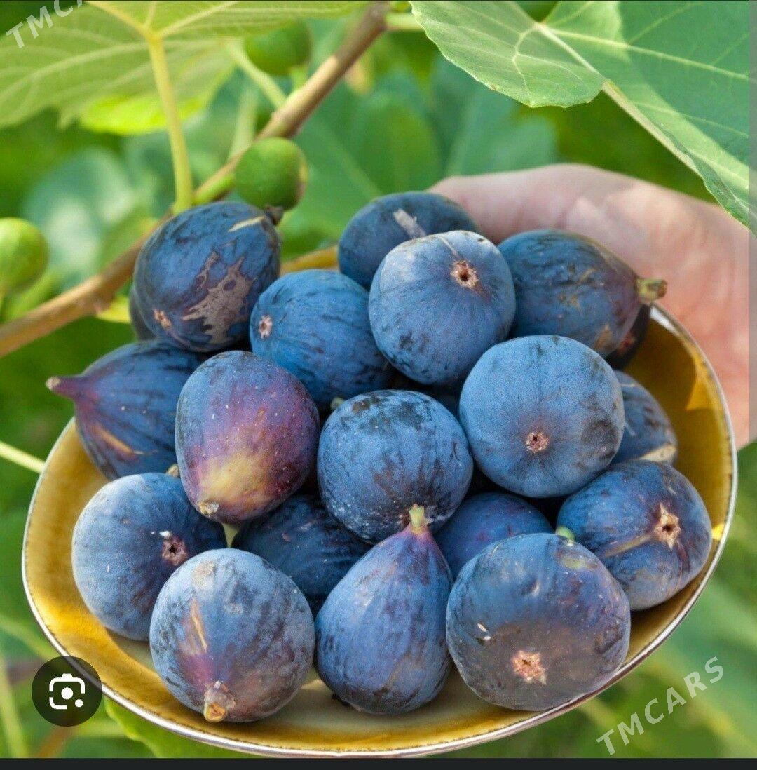 INJIR AYDIN SARISI TURK NAHAL - Änew - img 4