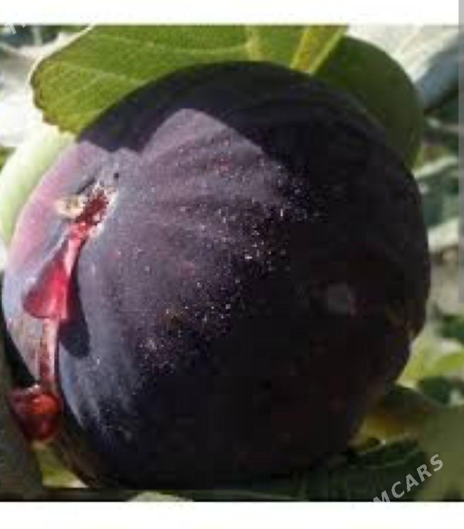 INJIR AYDIN SARISI TURK NAHAL - Änew - img 2