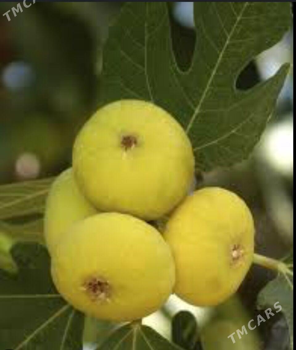 INJIR AYDIN SARISI TURK NAHAL - Änew - img 6