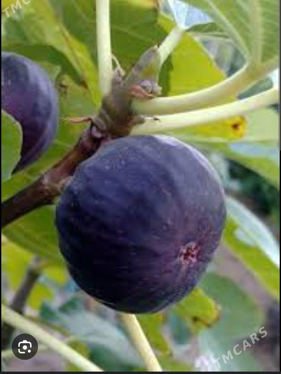 INJIR AYDIN SARISI TURK NAHAL - Änew - img 3