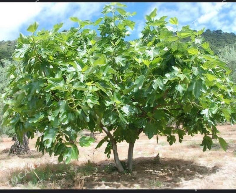 INJIR AYDIN SARISI TURK NAHAL - Änew - img 7