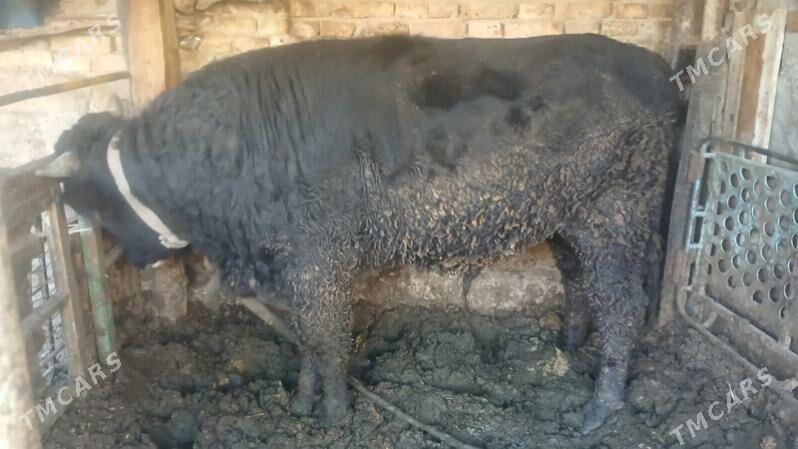 okuz - Aşgabat - img 4