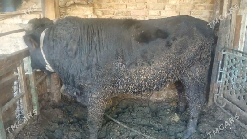 okuz - Aşgabat - img 2