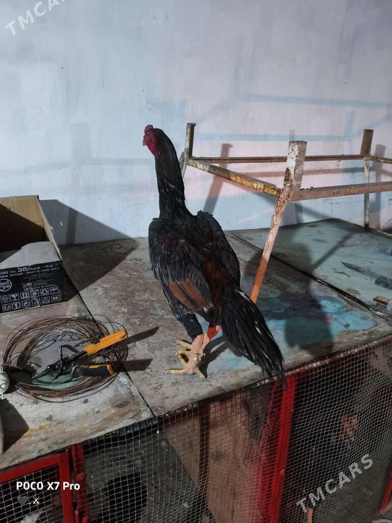 gribok juje - Türkmenabat - img 7