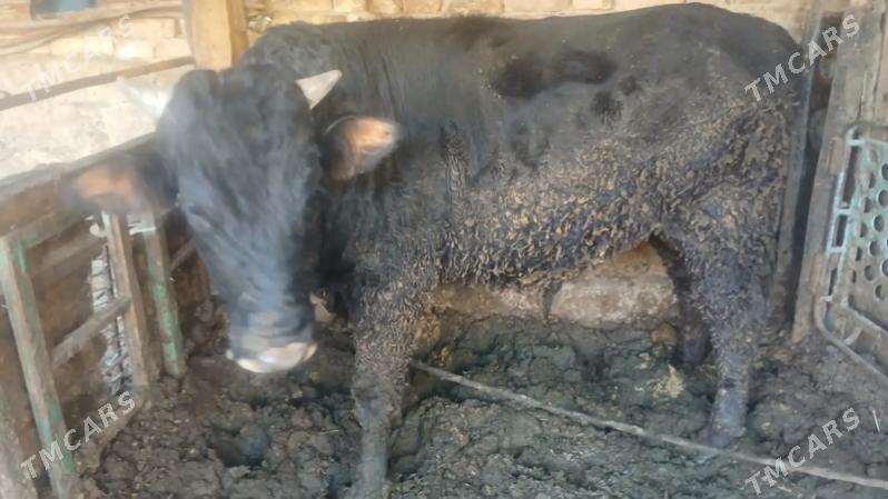 okuz - Aşgabat - img 5