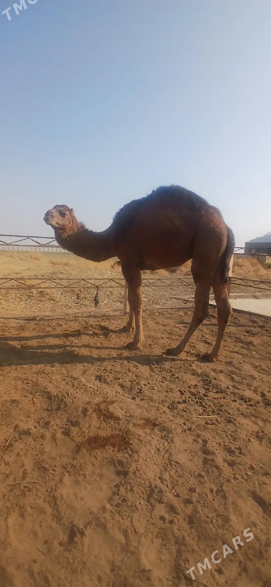 ogşuk - Байрамали - img 2