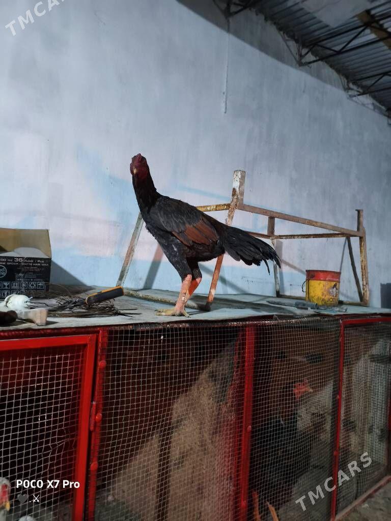 gribok juje - Türkmenabat - img 8