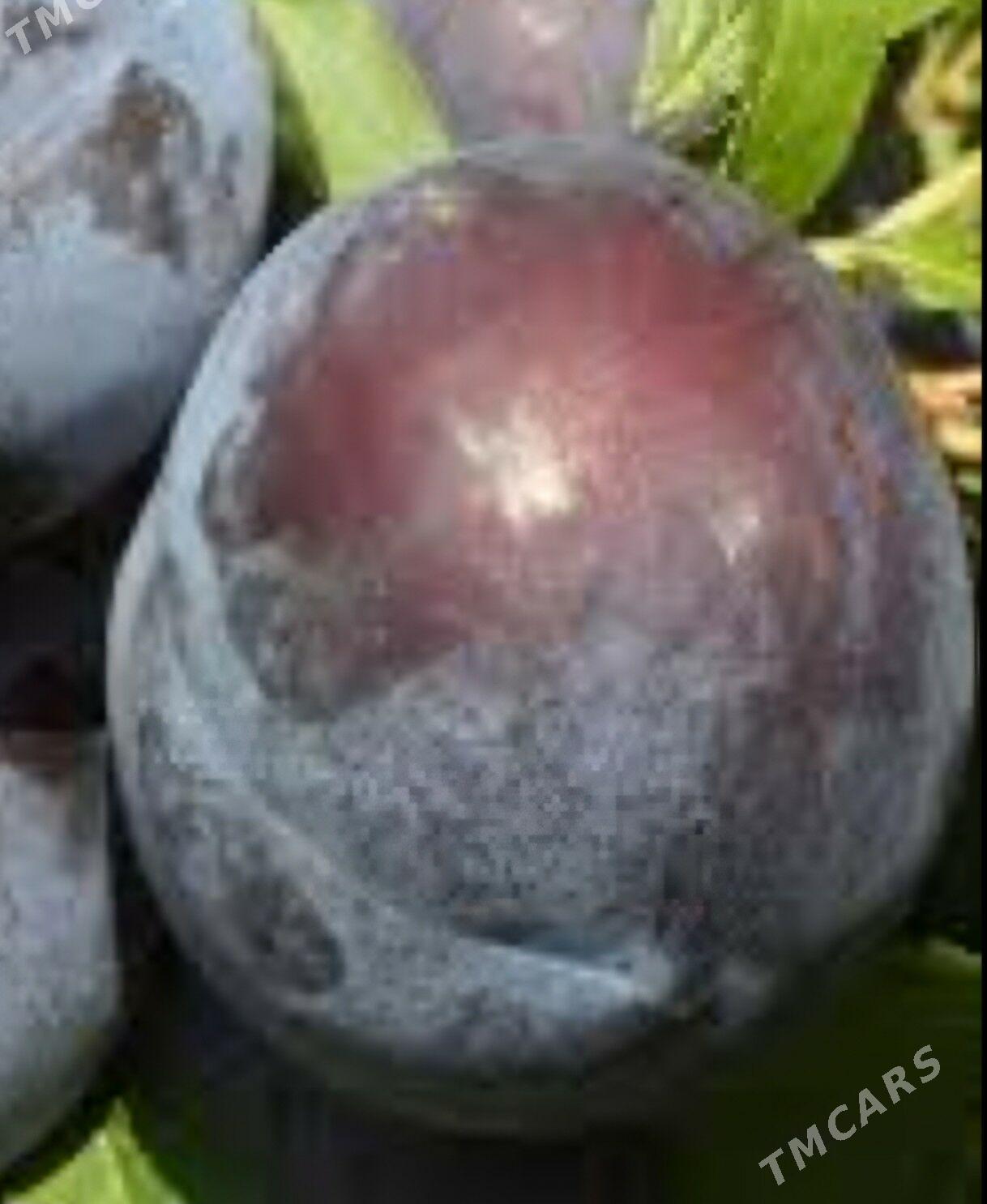 GARALY TURK NAHAL - Änew - img 9