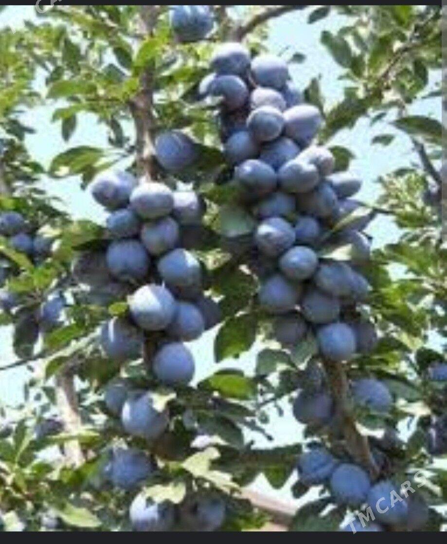 GARALY TURK NAHAL - Änew - img 8