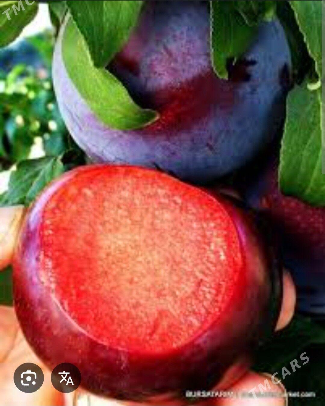 GARALY TURK NAHAL - Änew - img 7