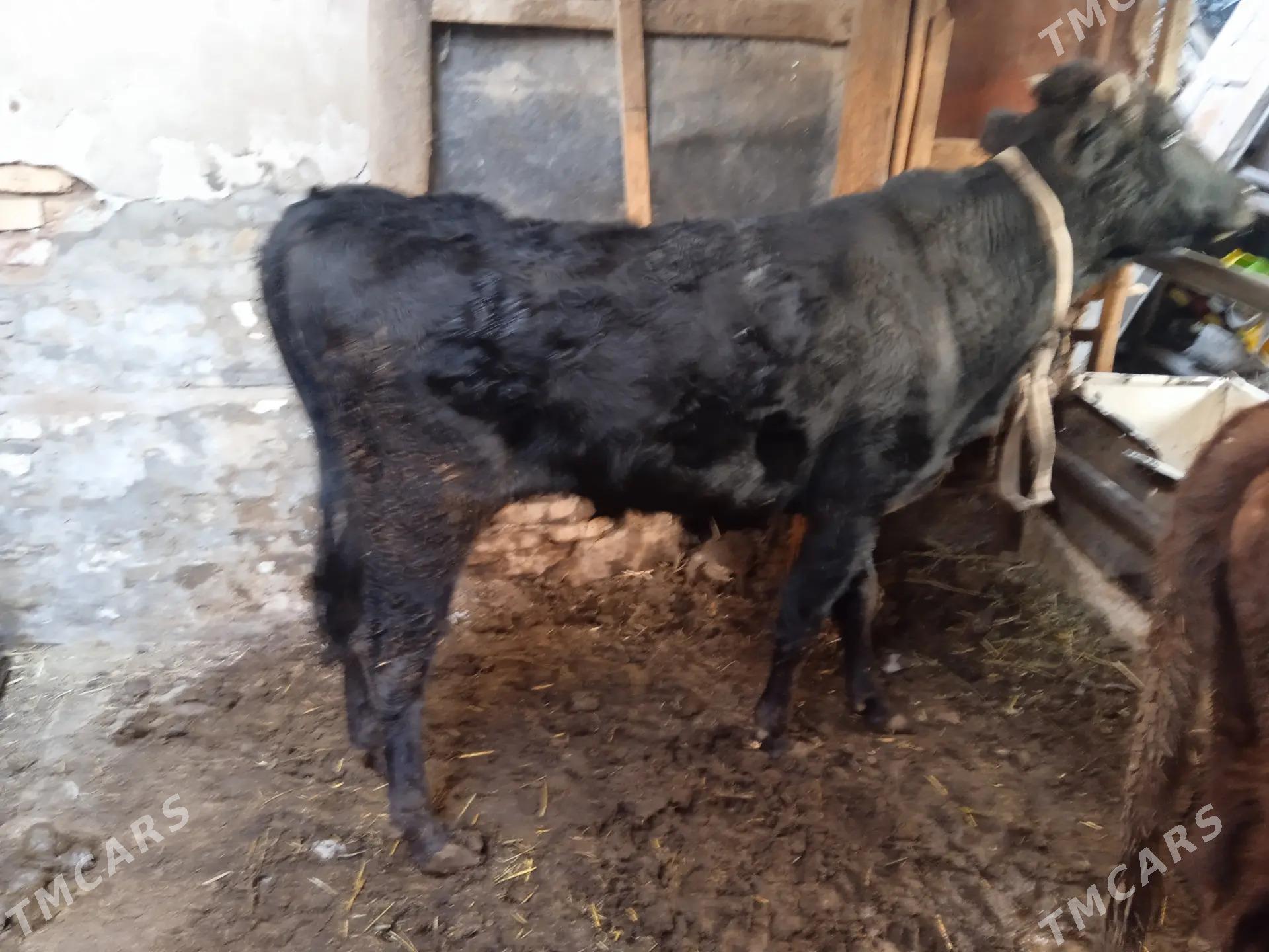 4 sany öküz - Туркменабат - img 4