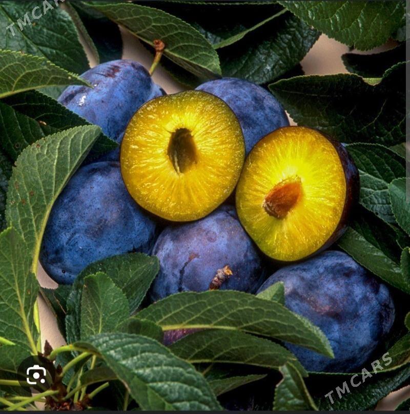 GARALY TURK NAHAL - Änew - img 3