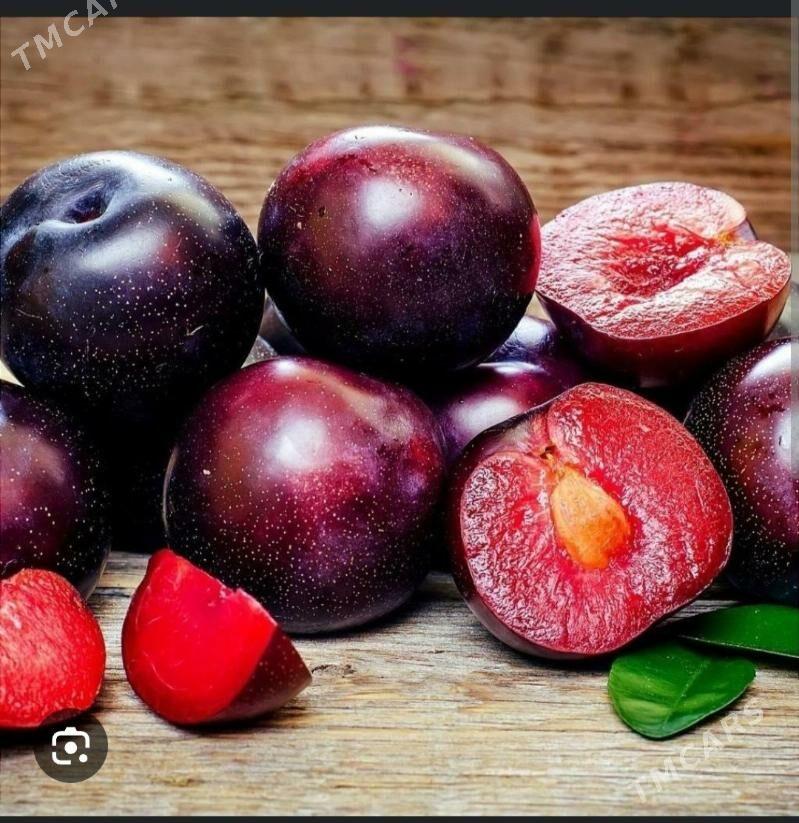 GARALY TURK NAHAL - Änew - img 2