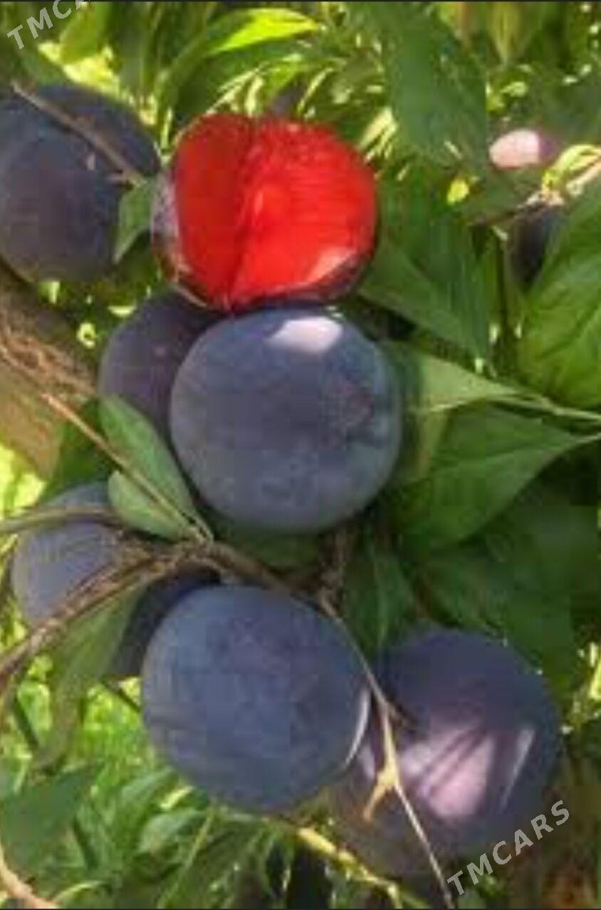 GARALY TURK NAHAL - Änew - img 4