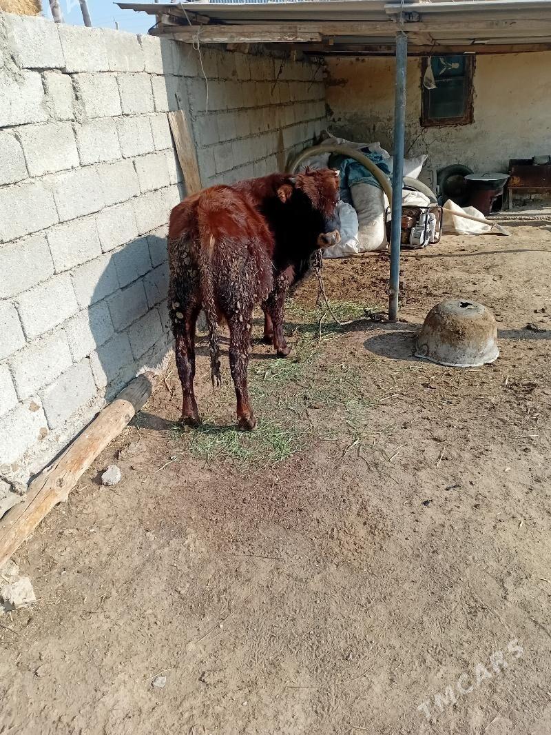 okuz - Ак-Бугдайский этрап - img 2