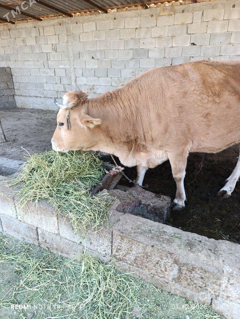 Sygyr - Gökdepe - img 3